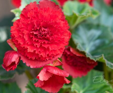 3170_8774_Begonia_x_tuberhybrida__Fortune_Deep_Red_2.JPG