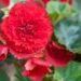 3170_8774_Begonia_x_tuberhybrida__Fortune_Deep_Red_2.JPG