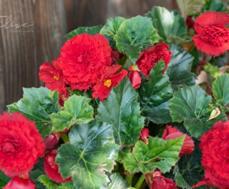 3170_8775_Begonia_x_tuberhybrida__Fortune_Deep_Red_3.JPG