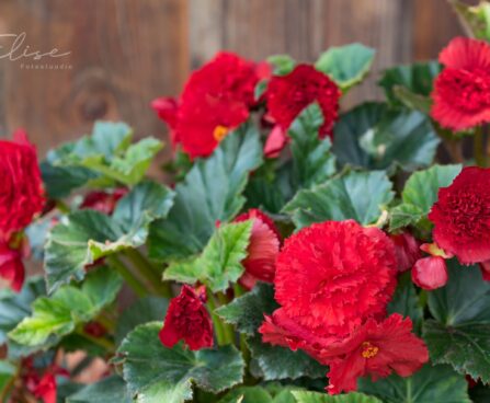 3170_8776_Begonia_x_tuberhybrida__Fortune_Deep_Red.JPG