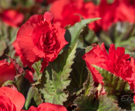 3170_8882_Begonia_x_tuberhybrida__Fortune_Deep_Red_4.JPG