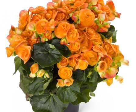 3171_8100_Begonia_elatior_Amber_Stone_2.jpg
