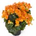 3171_8100_Begonia_elatior_Amber_Stone_2.jpg