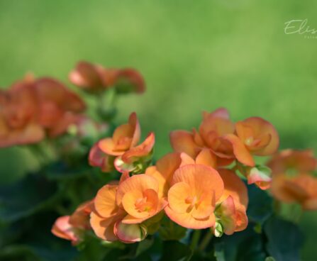 3171_8884_Begonia_elatior_Amber_Stone_2.JPG
