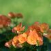 3171_8884_Begonia_elatior_Amber_Stone_2.JPG