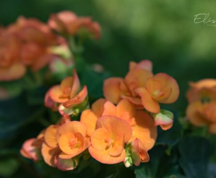 3171_8885_Begonia_elatior_Amber_Stone_3.JPG