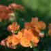3171_8885_Begonia_elatior_Amber_Stone_3.JPG