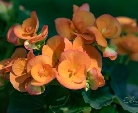 3171_8886_Begonia_elatior_Amber_Stone_4.JPG