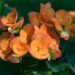 3171_8886_Begonia_elatior_Amber_Stone_4.JPG