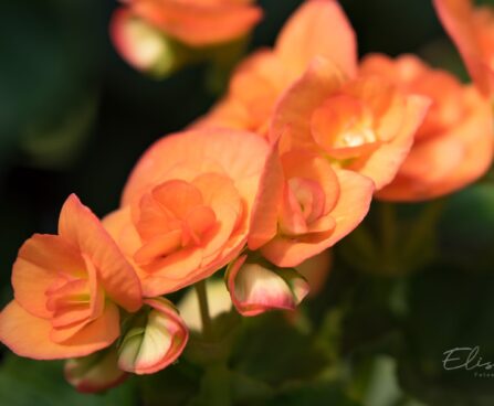 3171_8888_Begonia_elatior_Amber_Stone_5.JPG