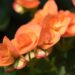 3171_8888_Begonia_elatior_Amber_Stone_5.JPG