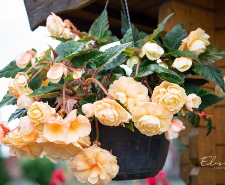 3173_10437_Begonia_x_tuberhybrida_Fragrant_Falls_Peach_begoonia.jpg