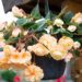 3173_10437_Begonia_x_tuberhybrida_Fragrant_Falls_Peach_begoonia.jpg