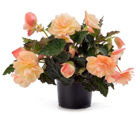 3173_8107_Begonia_x_Tuberhybrida_Fragrant_Falls_Peach_2.jpg