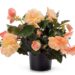 3173_8107_Begonia_x_Tuberhybrida_Fragrant_Falls_Peach_2.jpg