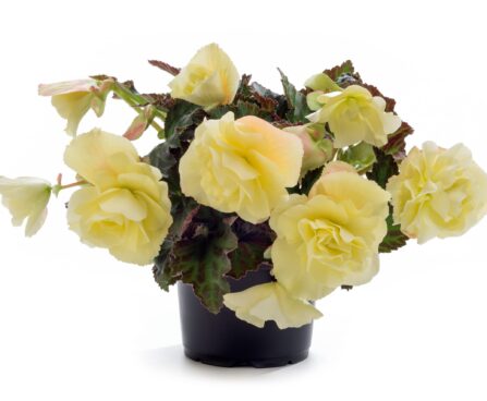 3174_8106_Begonia_x_Tuberhybrida_Fragrant_Falls_Lemon.jpg