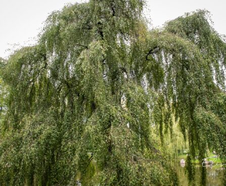 270_9750_Betula_pendula_Youngii_arukask.jpg