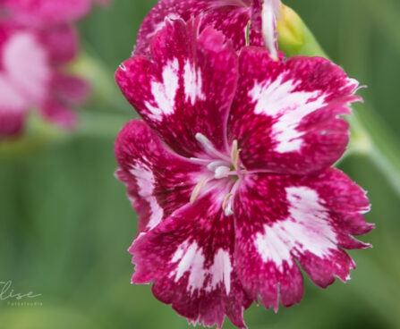 3176_8877_Dianthus_plumarius_Angel_of_Desire.JPG
