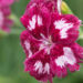 3176_8877_Dianthus_plumarius_Angel_of_Desire.JPG