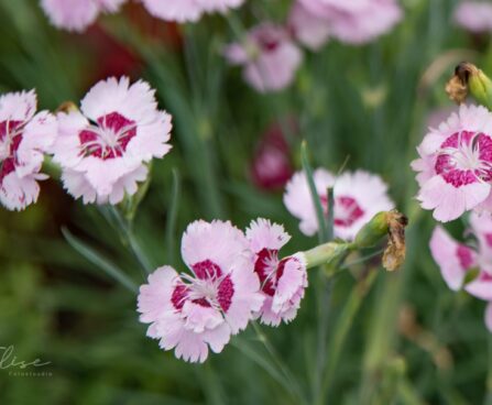 3176_8898_Dianthus_plumarius_Angel_of_Desire_2.JPG
