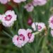 3176_8898_Dianthus_plumarius_Angel_of_Desire_2.JPG