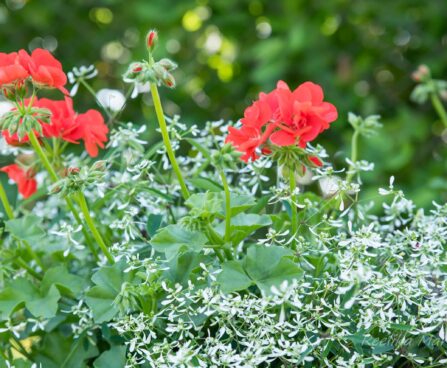 3177_8513_Euphorbia_hypericifolia_Loreen_White_.JPG