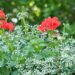 3177_8513_Euphorbia_hypericifolia_Loreen_White_.JPG