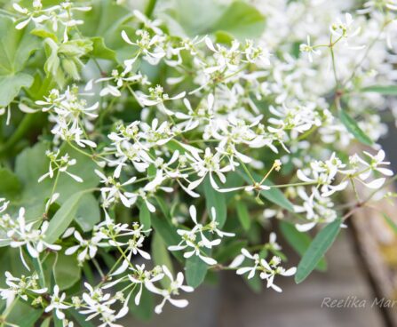 3177_8514_Euphorbia_hypericifolia_Loreen_White__2.JPG