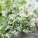 3177_8514_Euphorbia_hypericifolia_Loreen_White__2.JPG