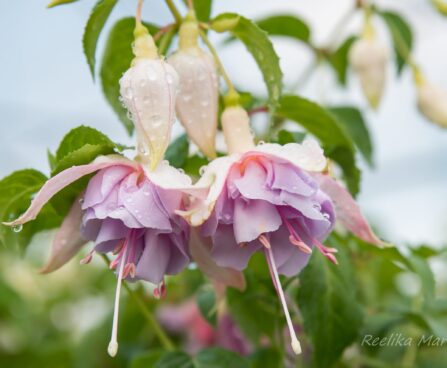 3178_8544_Fuchsia_Hollys_Beauty_.JPG