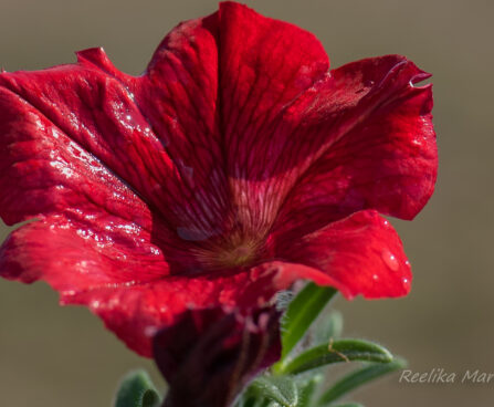 3181_8288_Petunia_x_atkinsiana_Surfinia_Table_Dark_Red_.JPG