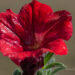 3181_8288_Petunia_x_atkinsiana_Surfinia_Table_Dark_Red_.JPG