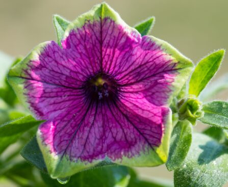 3184_8287_Petunia_Tea_Purple_Green_Edge_.JPG