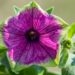 3184_8287_Petunia_Tea_Purple_Green_Edge_.JPG