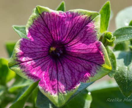 3184_8289_Petunia_Tea_Purple_Green_Edge__2.JPG