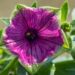 3184_8289_Petunia_Tea_Purple_Green_Edge__2.JPG