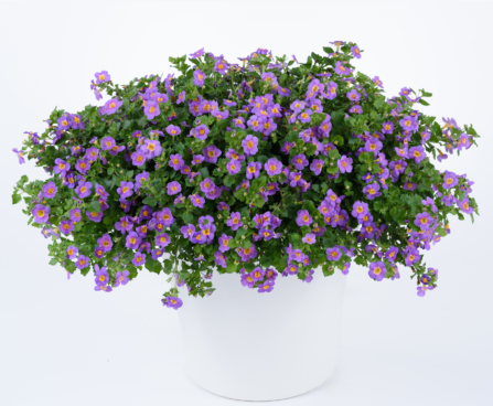 3185_8097_Bacopa-Scopia-Great-Azure.jpg