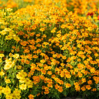 3187_11276_Tagetes_tenuifolia_ahtalehine_peiulill.jpg
