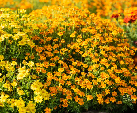 3187_11276_Tagetes_tenuifolia_ahtalehine_peiulill.jpg