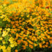 3187_11276_Tagetes_tenuifolia_ahtalehine_peiulill.jpg