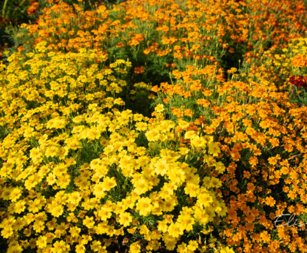 3187_11277_Tagetes_tenuifolia_ahtalehine_peiulill_2.jpg