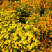 3187_11277_Tagetes_tenuifolia_ahtalehine_peiulill_2.jpg