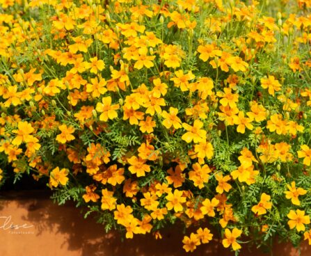3187_9680_Tagetes_tenuifolia_ahtalehine_peilulill_2.jpg