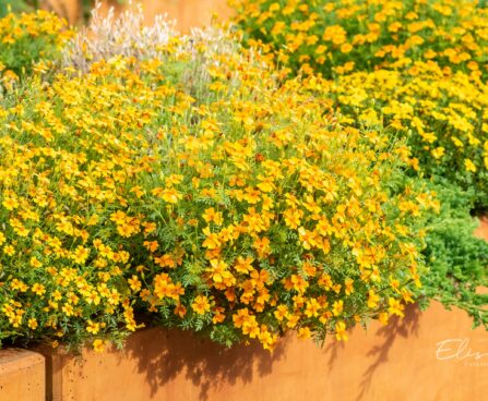 3187_9681_Tagetes_tenuifolia_ahtalehine_peilulill.jpg