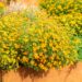 3187_9681_Tagetes_tenuifolia_ahtalehine_peilulill.jpg