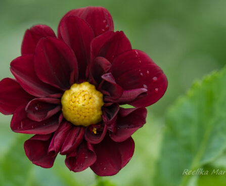 3202_8673_Dahlia_variabilis.JPG