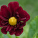 3202_8673_Dahlia_variabilis.JPG
