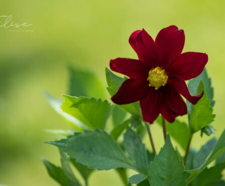 3202_8810_Dahlia_2.JPG