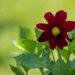 3202_8810_Dahlia_2.JPG
