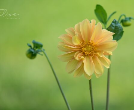 3202_8811_Dahlia_3.JPG